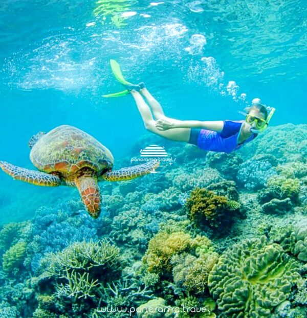 Snorkeling Daymaniyat Islands
