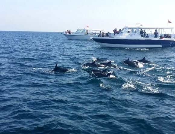 Dolphin Watching Tour