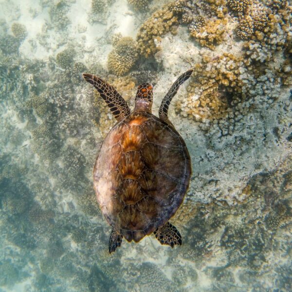 The wildlife