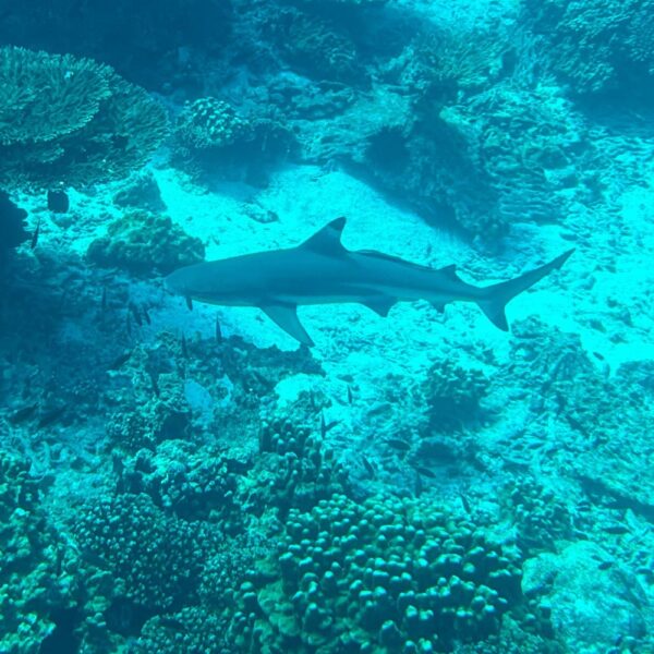 What to expect from snorkeling the Daymaniyat Islands